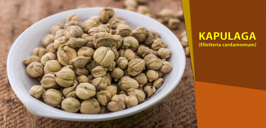 Khasiat Kapulaga Obati Sakit Lambung